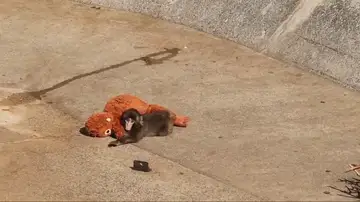 Conoce a Punch, el mono bebé abandonado que busca consuelo en su peluche Conoce a Punch, el mono bebé abandonado que busca consuelo en su peluche
