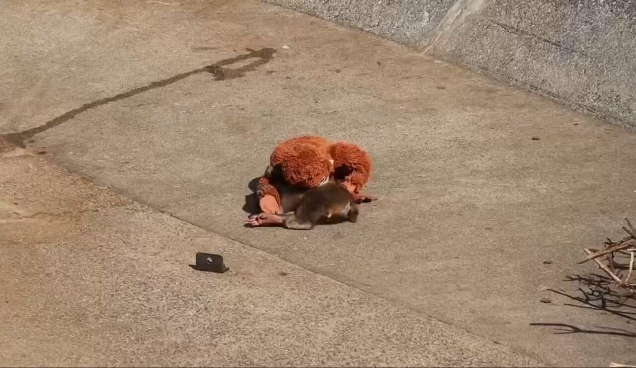 Conoce a Punch, el mono beb&eacute; abandonado que busca consuelo en su peluche