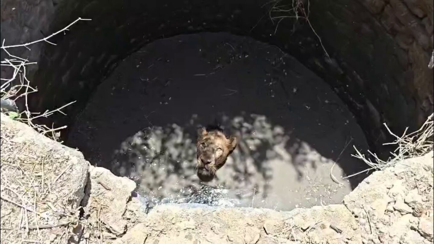Rescatan a un le&oacute;n tras caer a un pozo en la India