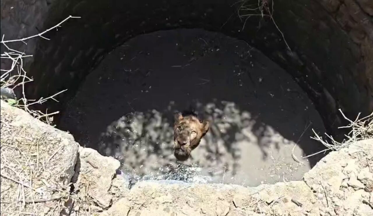 Rescatan a un le&oacute;n tras caer a un pozo en la India