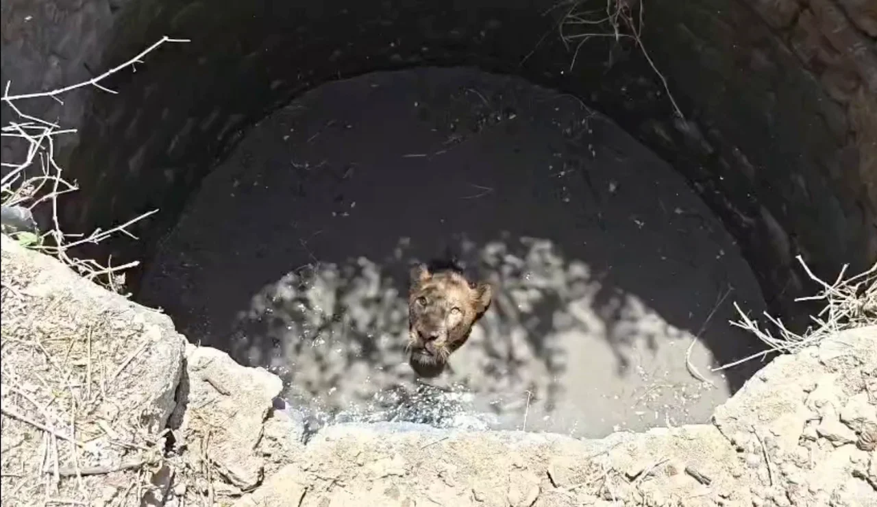 Rescatan a un león tras caer a un pozo en la India