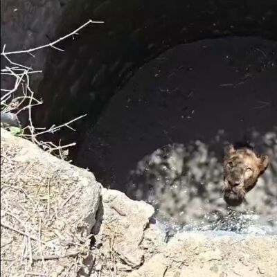 Rescatan a un le&oacute;n tras caer a un pozo en la India