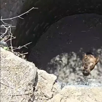 Rescatan a un león tras caer a un pozo en la India
