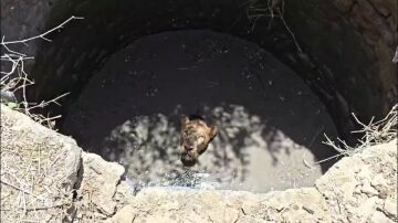 Rescatan a un le&oacute;n tras caer a un pozo en la India
