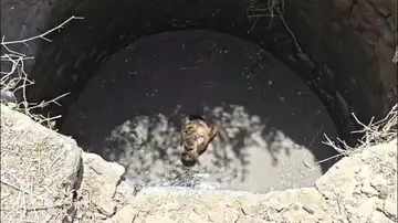 Rescatan a un león tras caer a un pozo en la India Rescatan a un león tras caer a un pozo en la India