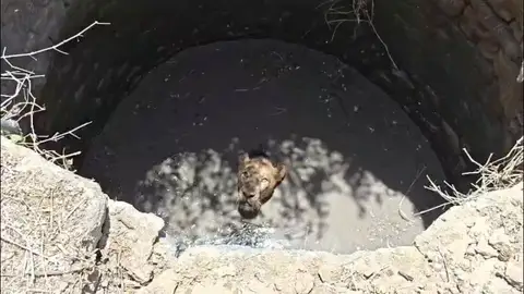 Rescatan a un león tras caer a un pozo en la India Rescatan a un león tras caer a un pozo en la India