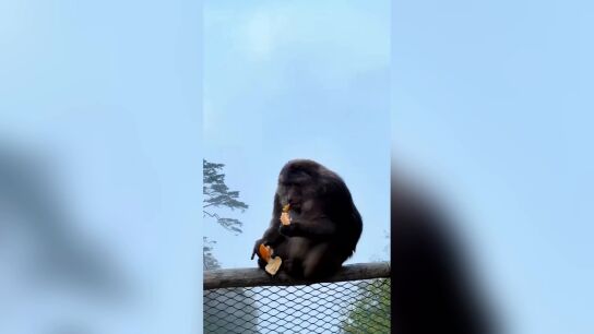 Turista recibe una prohibici&oacute;n de tres a&ntilde;os tras empujar a un mono de la barandilla de un sendero de monta&ntilde;a en China
