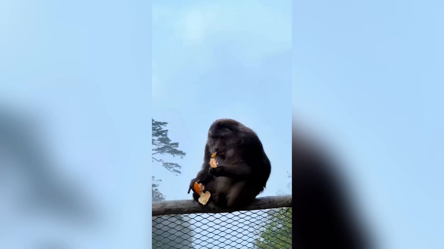 Turista recibe una prohibici&oacute;n de tres a&ntilde;os tras empujar a un mono de la barandilla de un sendero de monta&ntilde;a en China