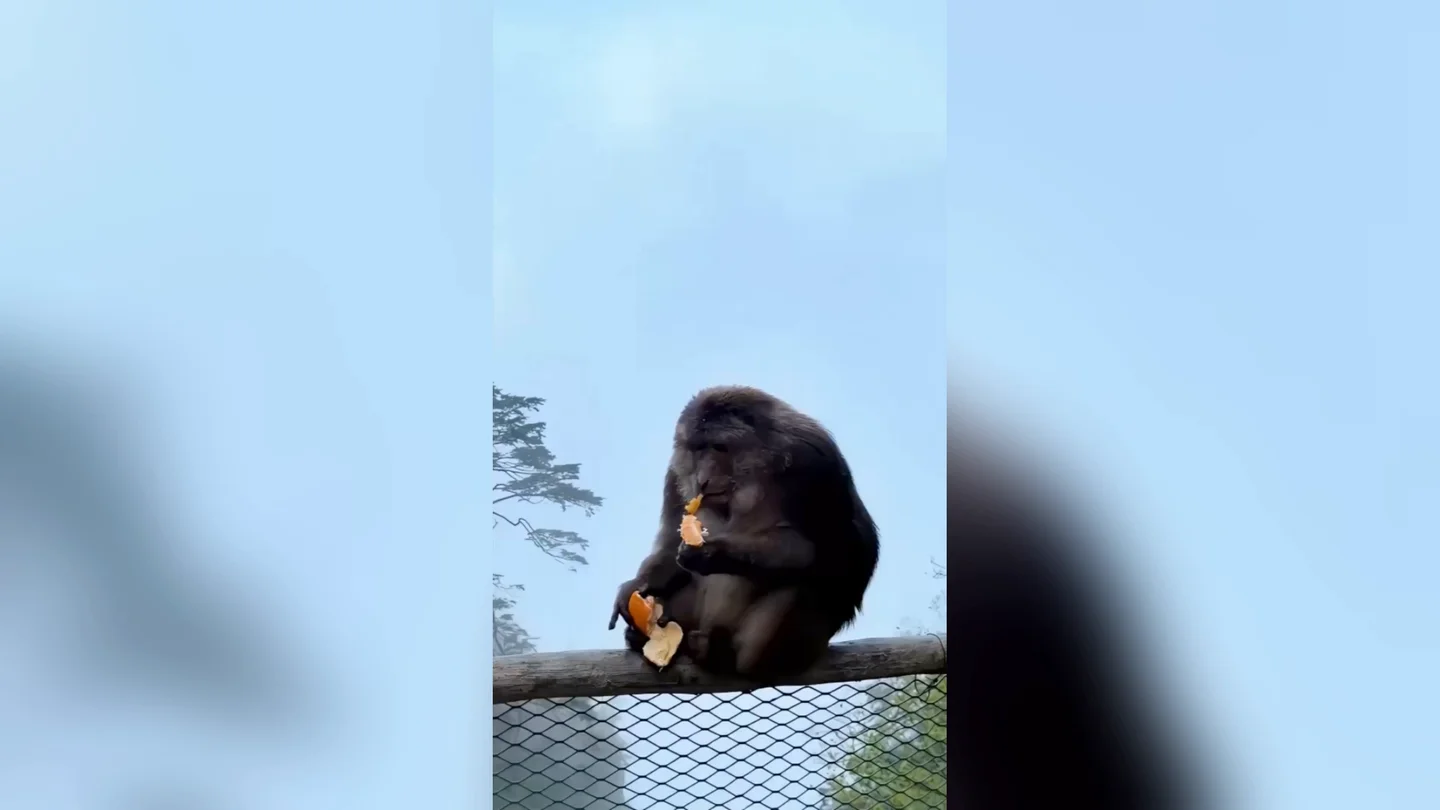 Turista recibe una prohibición de tres años tras empujar a un mono de la barandilla de un sendero de montaña en China Turista recibe una prohibición de tres años tras empujar a un mono de la barandilla de un sendero de montaña en China