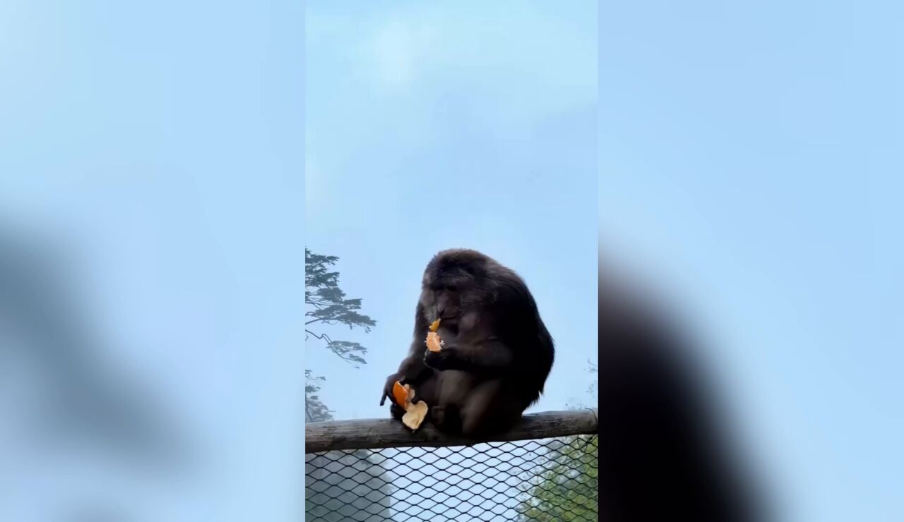 Turista recibe una prohibici&oacute;n de tres a&ntilde;os tras empujar a un mono de la barandilla de un sendero de monta&ntilde;a en China