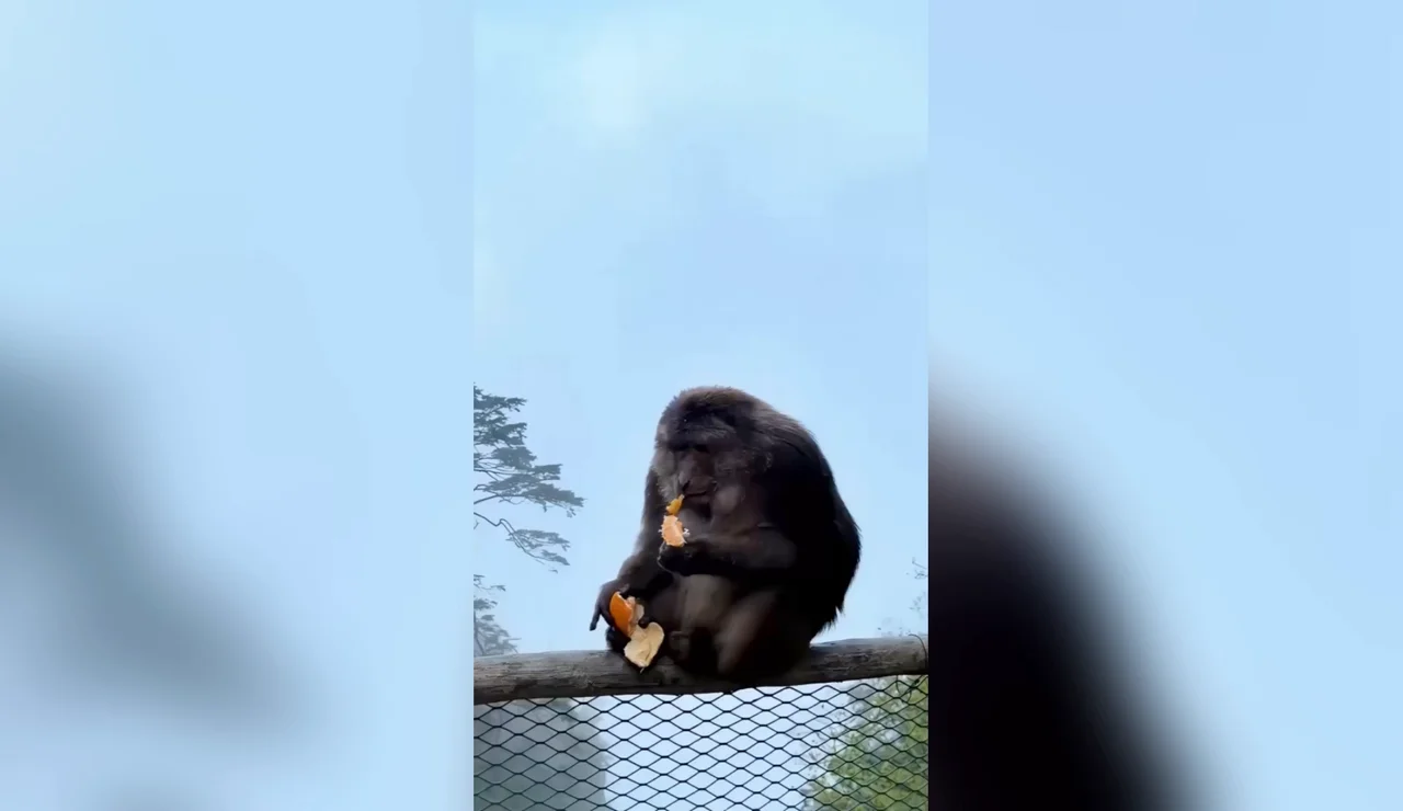 Turista recibe una prohibición de tres años tras empujar a un mono de la barandilla de un sendero de montaña en China