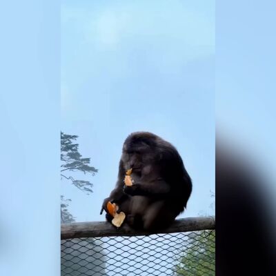 Turista recibe una prohibici&oacute;n de tres a&ntilde;os tras empujar a un mono de la barandilla de un sendero de monta&ntilde;a en China