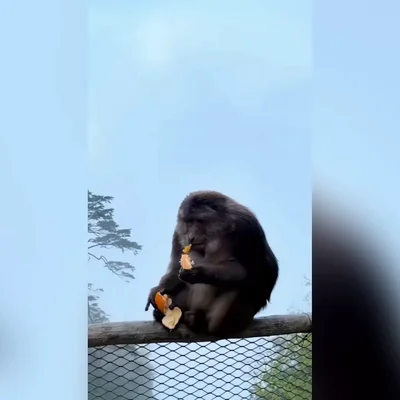 Turista recibe una prohibición de tres años tras empujar a un mono de la barandilla de un sendero de montaña en China