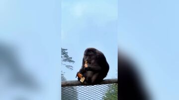 Turista recibe una prohibici&oacute;n de tres a&ntilde;os tras empujar a un mono de la barandilla de un sendero de monta&ntilde;a en China