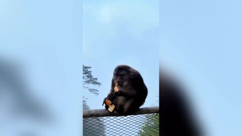 Turista recibe una prohibici&oacute;n de tres a&ntilde;os tras empujar a un mono de la barandilla de un sendero de monta&ntilde;a en China