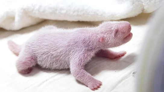 Un panda gigante da a luz a su cuarto cachorro en Corea del Sur Un panda gigante da a luz a su cuarto cachorro en Corea del Sur