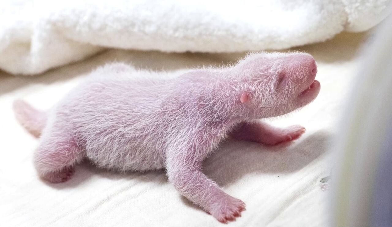  Un panda gigante da a luz a su cuarto cachorro en Corea del Sur