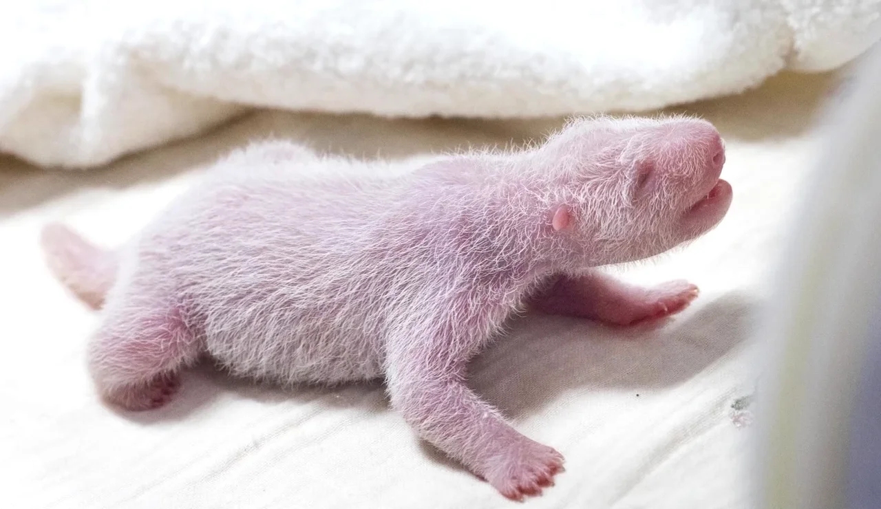Un panda gigante da a luz a su cuarto cachorro en Corea del Sur