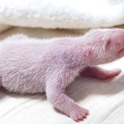  Un panda gigante da a luz a su cuarto cachorro en Corea del Sur