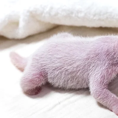 Un panda gigante da a luz a su cuarto cachorro en Corea del Sur