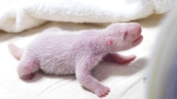  Un panda gigante da a luz a su cuarto cachorro en Corea del Sur