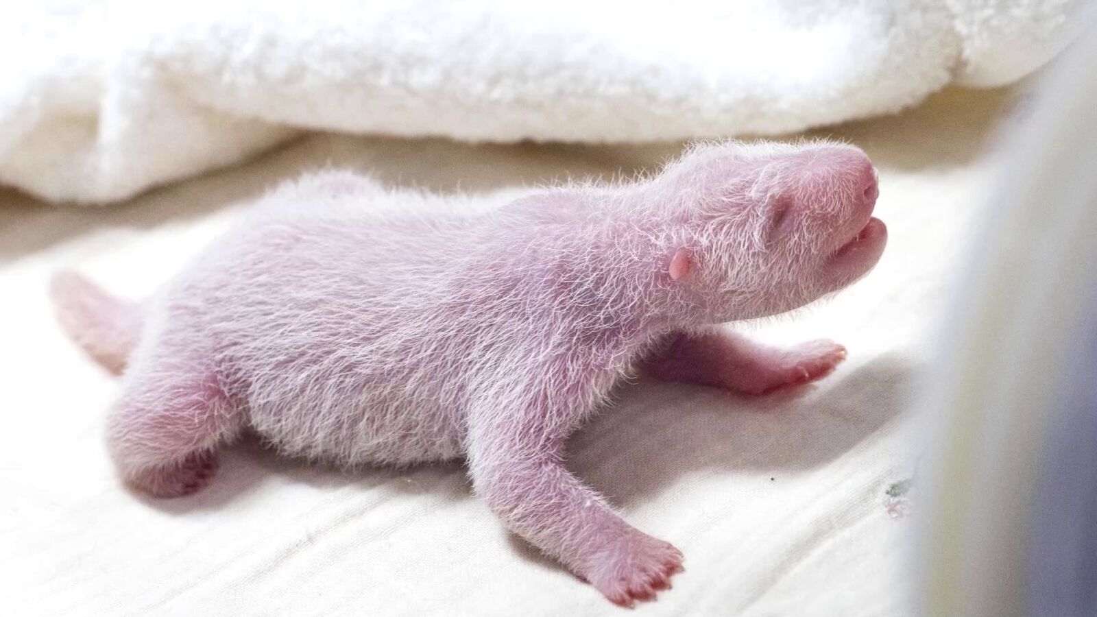  Un panda gigante da a luz a su cuarto cachorro en Corea del Sur