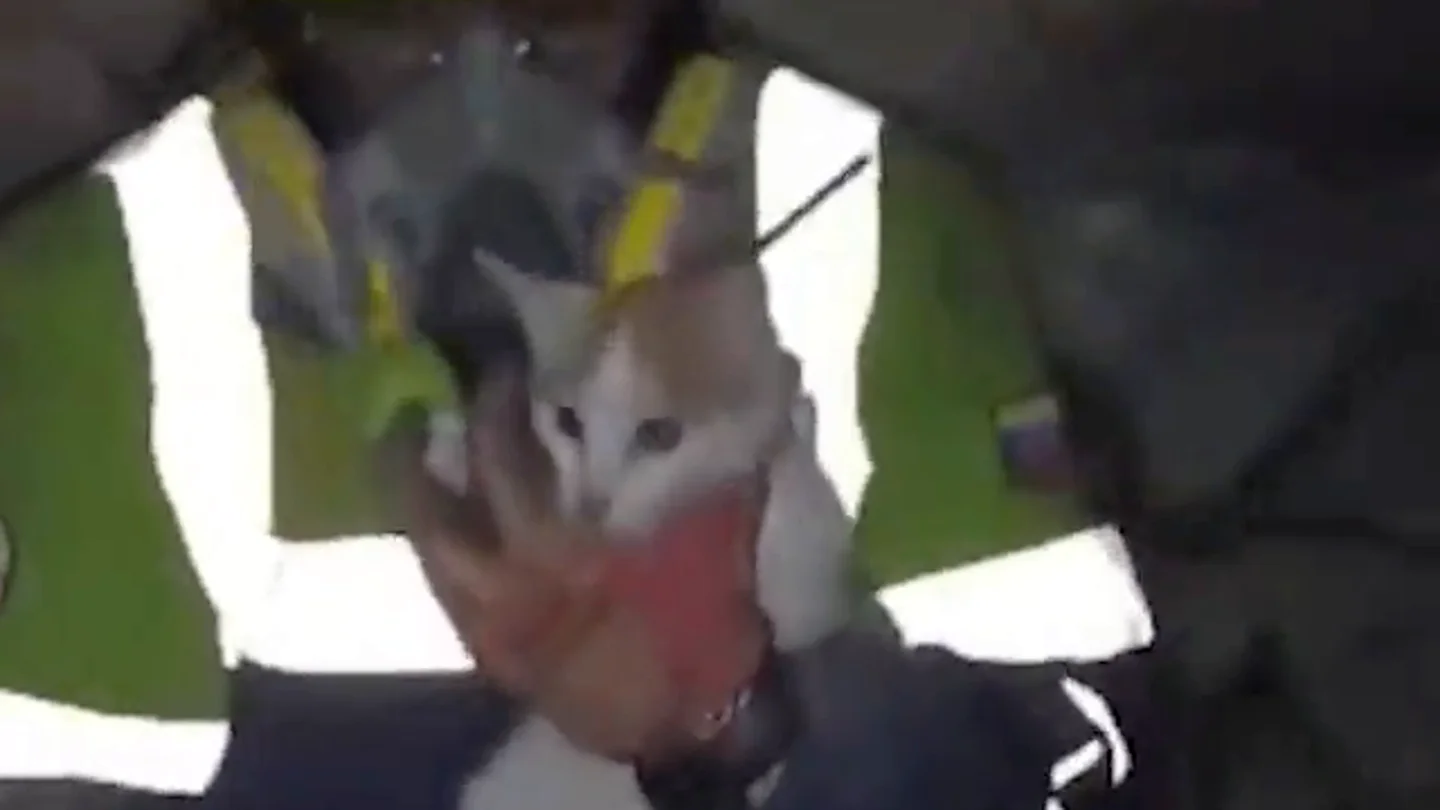 Gatita rescatada viva 23 días después de los terremotos en Venezuela Gatita rescatada viva 23 días después de los terremotos en Venezuela