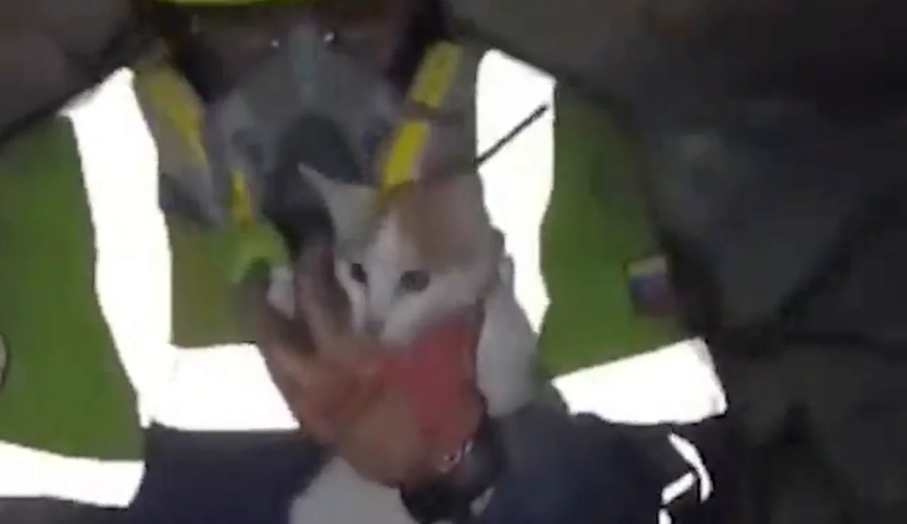 Gatita rescatada viva 23 días después de los terremotos en Venezuela