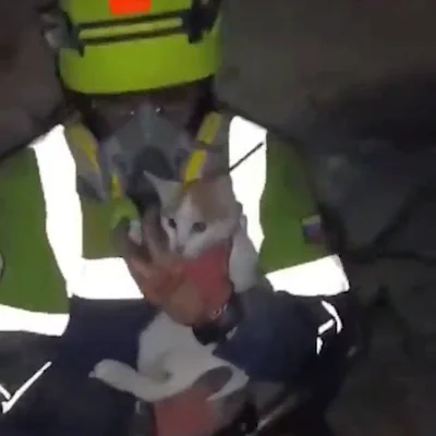 Gatita rescatada viva 23 días después de los terremotos en Venezuela