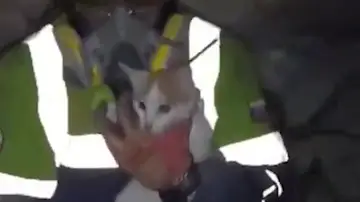 Gatita rescatada viva 23 días después de los terremotos en Venezuela Gatita rescatada viva 23 días después de los terremotos en Venezuela