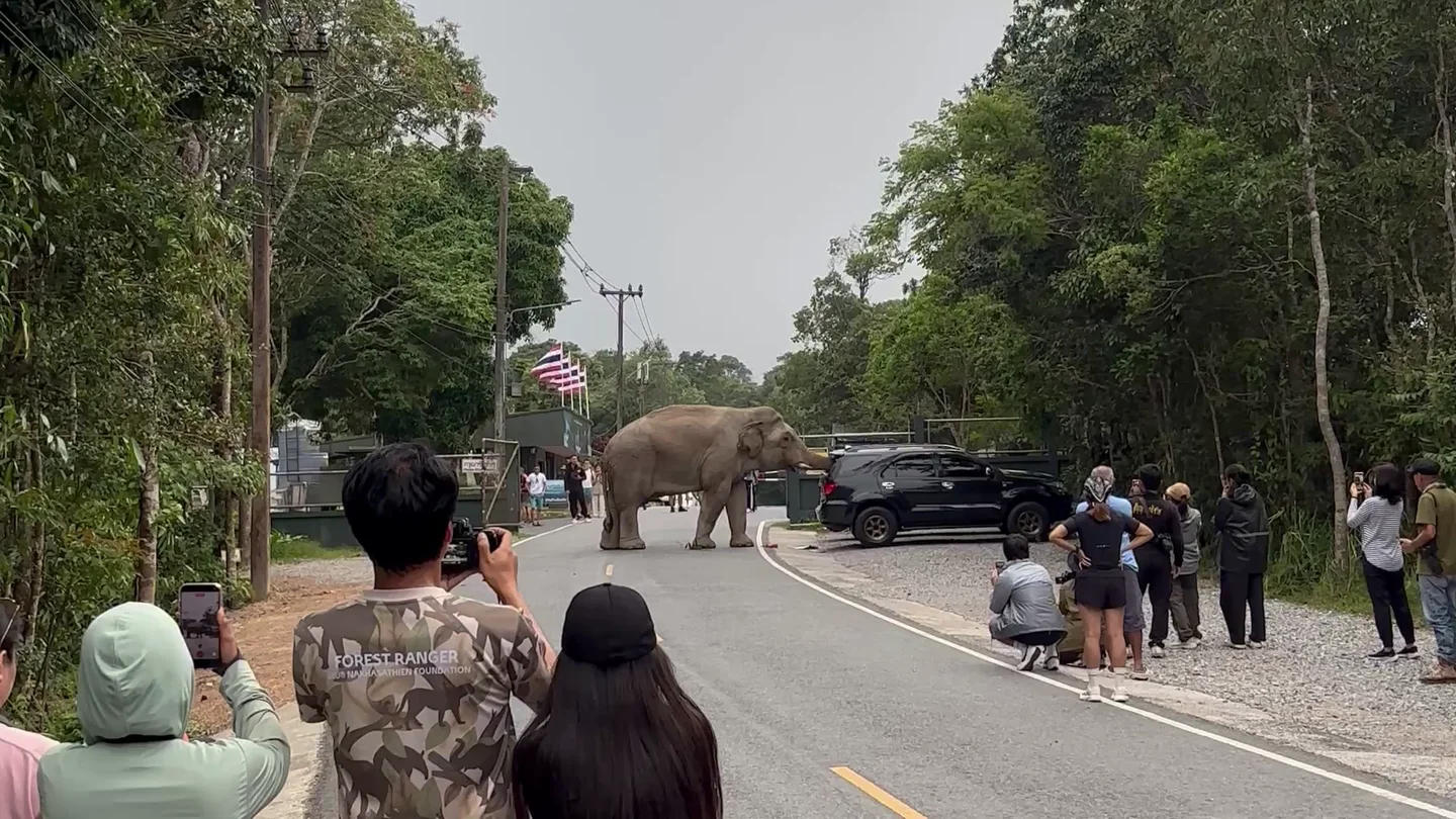 Un elefante salvaje ataca un coche mientras intenta abrir las puertas en busca de comida Un elefante salvaje ataca un coche mientras intenta abrir las puertas en busca de comida