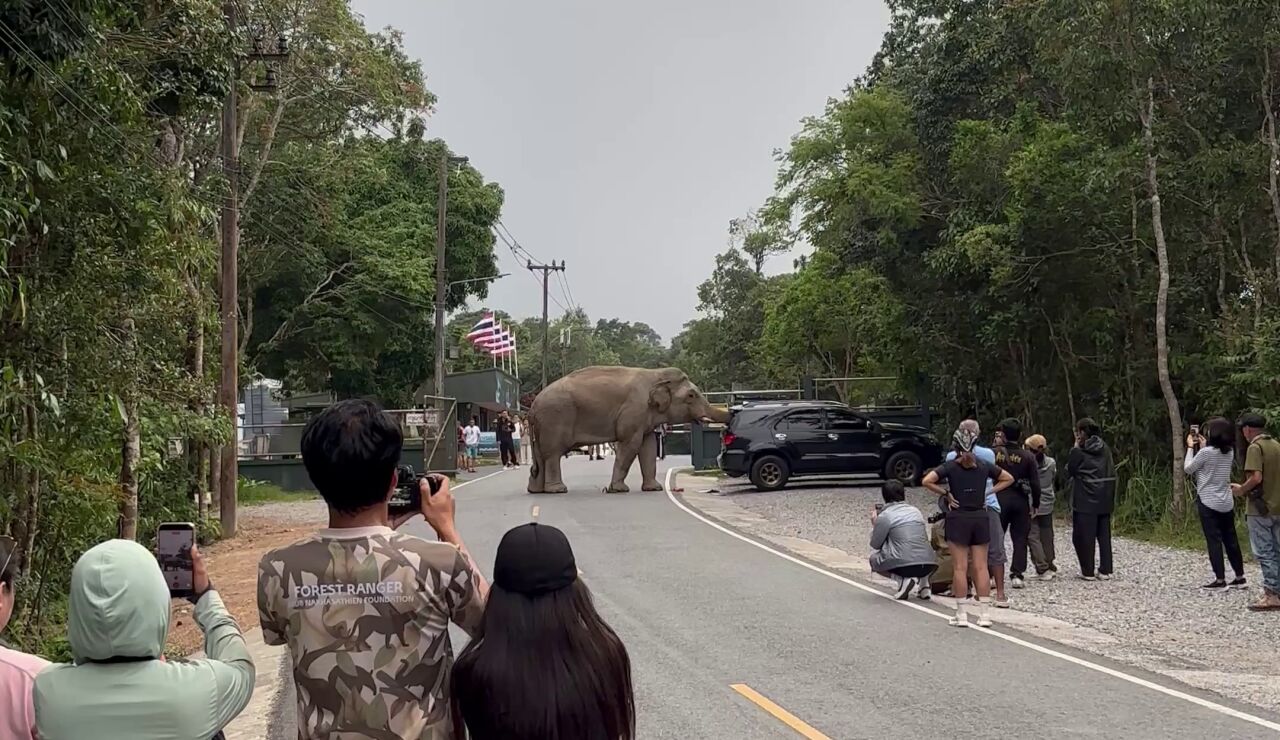 Un elefante salvaje ataca un coche mientras intenta abrir las puertas en busca de comida