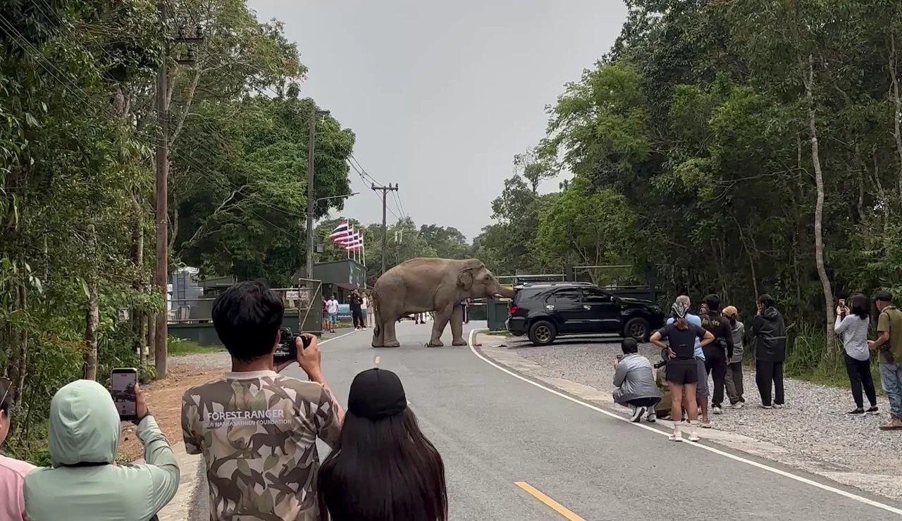 Un elefante salvaje ataca un coche mientras intenta abrir las puertas en busca de comida