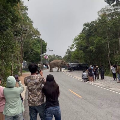 Un elefante salvaje ataca un coche mientras intenta abrir las puertas en busca de comida