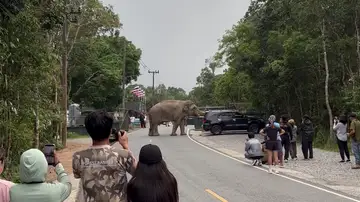 Un elefante salvaje ataca un coche mientras intenta abrir las puertas en busca de comida Un elefante salvaje ataca un coche mientras intenta abrir las puertas en busca de comida