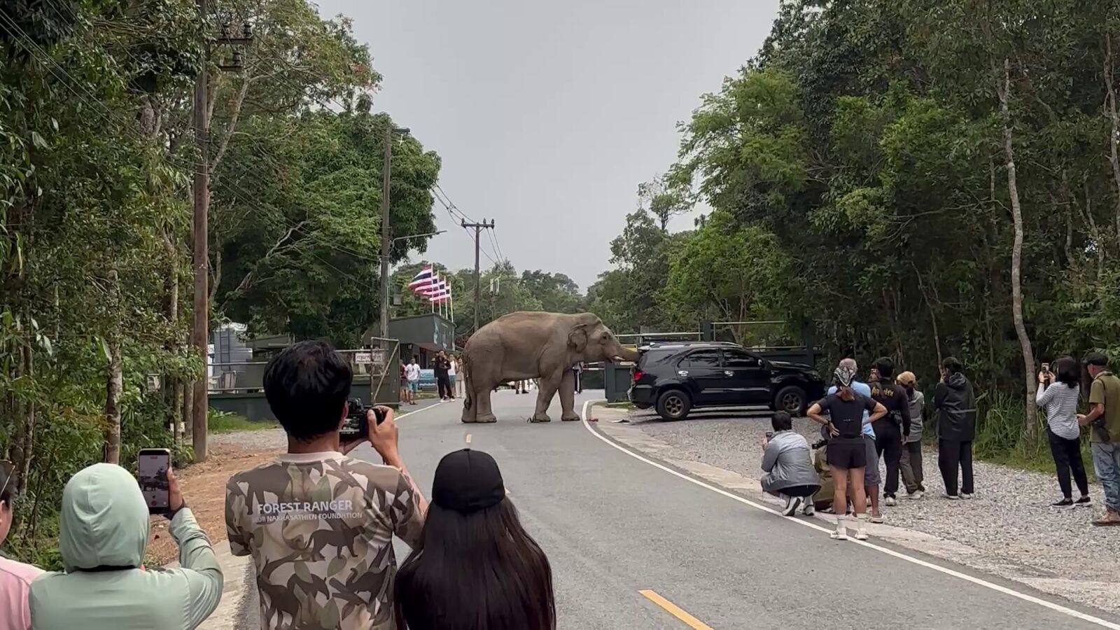 Un elefante salvaje ataca un coche mientras intenta abrir las puertas en busca de comida
