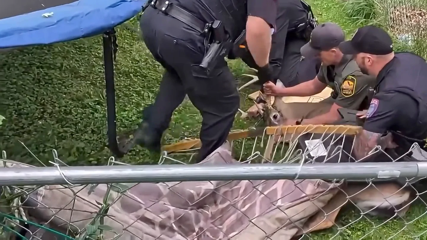 Policías rescatan a un ciervo que se quedó atrapado en una hamaca en Ohio Policías rescatan a un ciervo que se quedó atrapado en una hamaca en Ohio