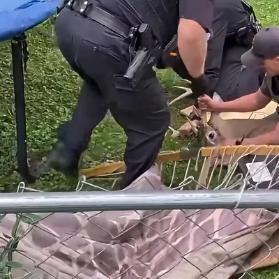 Policías rescatan a un ciervo que se quedó atrapado en una hamaca en Ohio