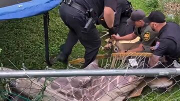 Polic&iacute;as rescatan a un ciervo que se qued&oacute; atrapado en una hamaca en Ohio