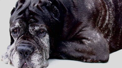 ¿Adoptar un cachorro? Mejor un perro anciano