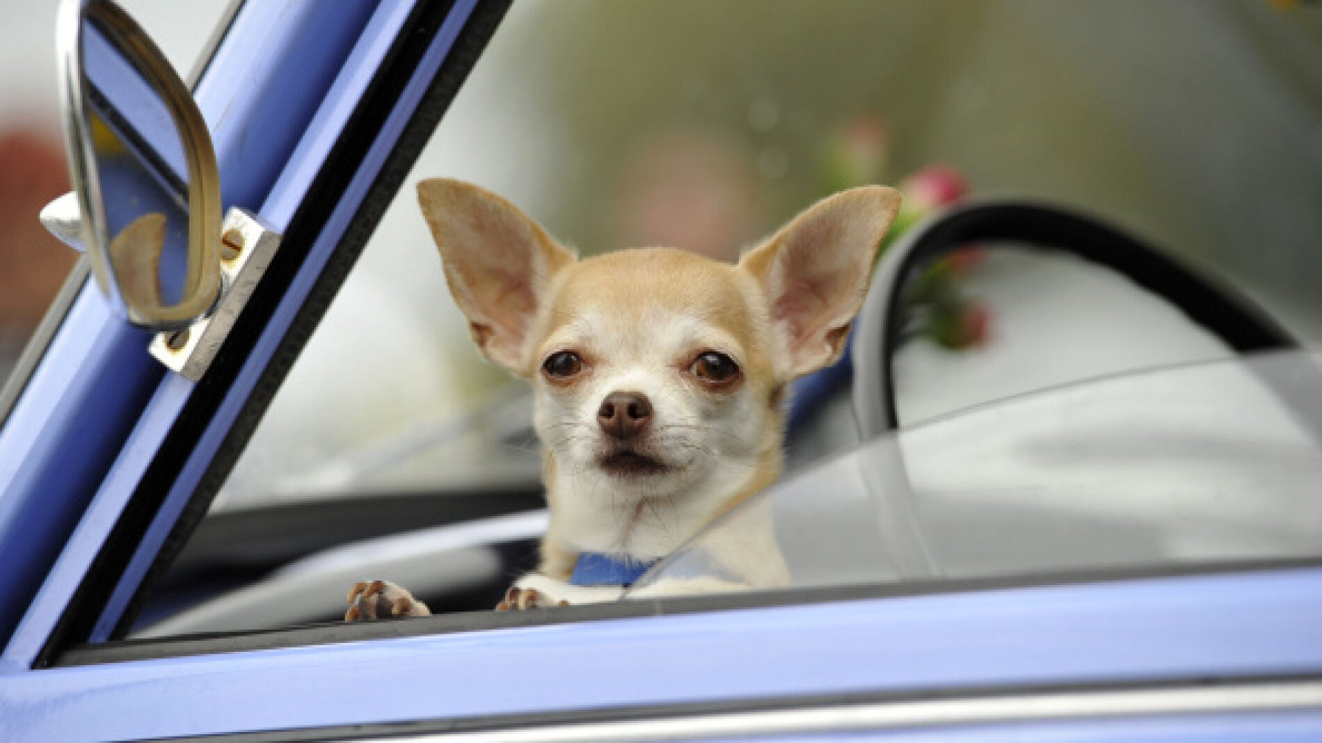 Un chihuahua