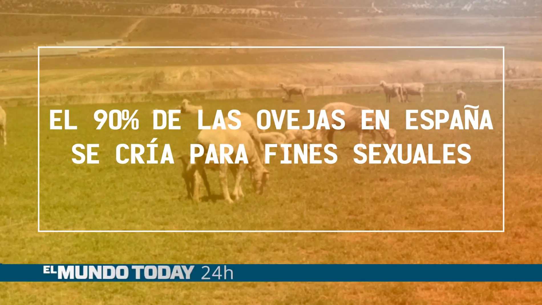 El 90% de las ovejas en España se cría para fines sexuales