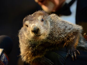 La marmota Phil