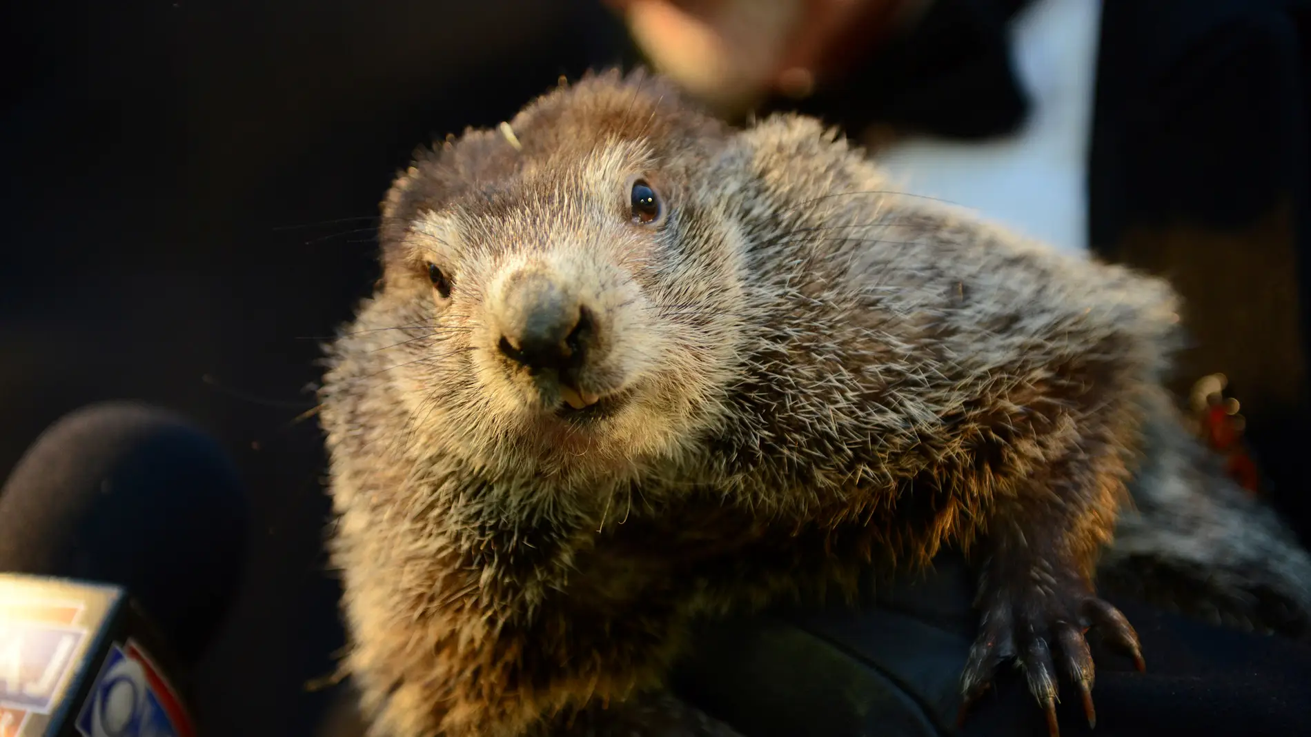 La marmota Phil