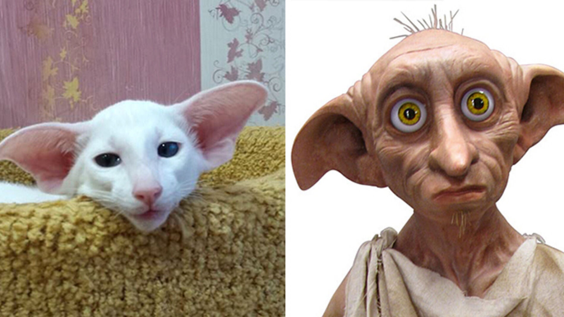 gatopareceok.jpg