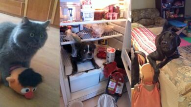8 mascotas pilladas con las manos en la masa