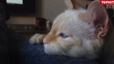 Este gato se ha hecho viral porque dice 'meow' en vez de 'miau'