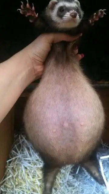 perverr3.jpg Liopardo
