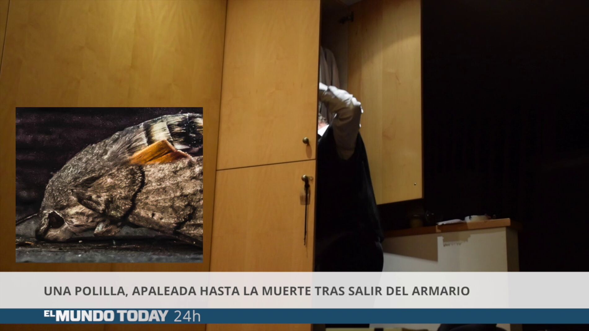 elmundotodaypolilla.png