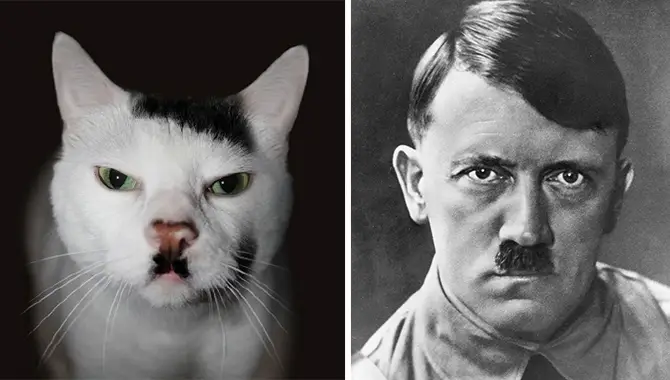 cat-looks-like-other-thing-lookalikes-celebrities-38__700.jpg